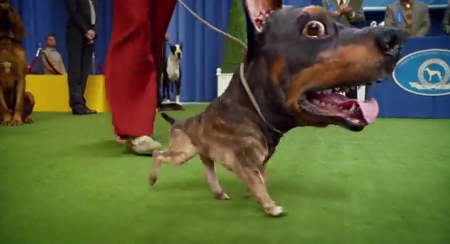 The Doberhuahua at a dog show